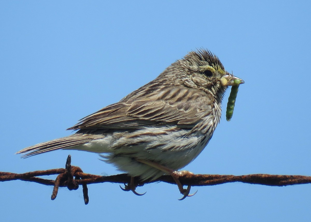 Savannah Sparrow - ML583002641