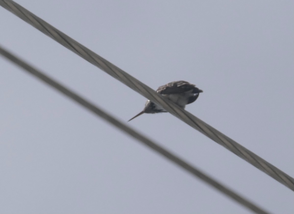 Calliope Hummingbird - ML583003791