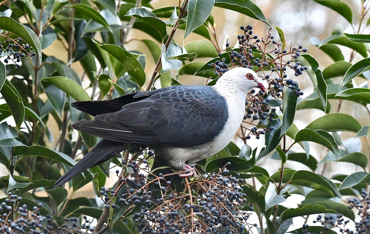 White-headed Pigeon - ML583006921