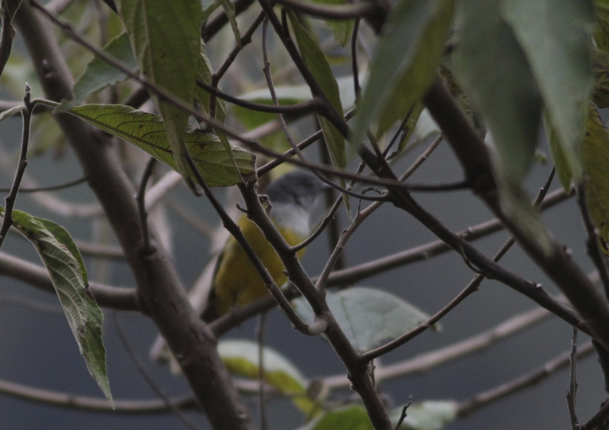 Gray-hooded Bush Tanager - ML583008881