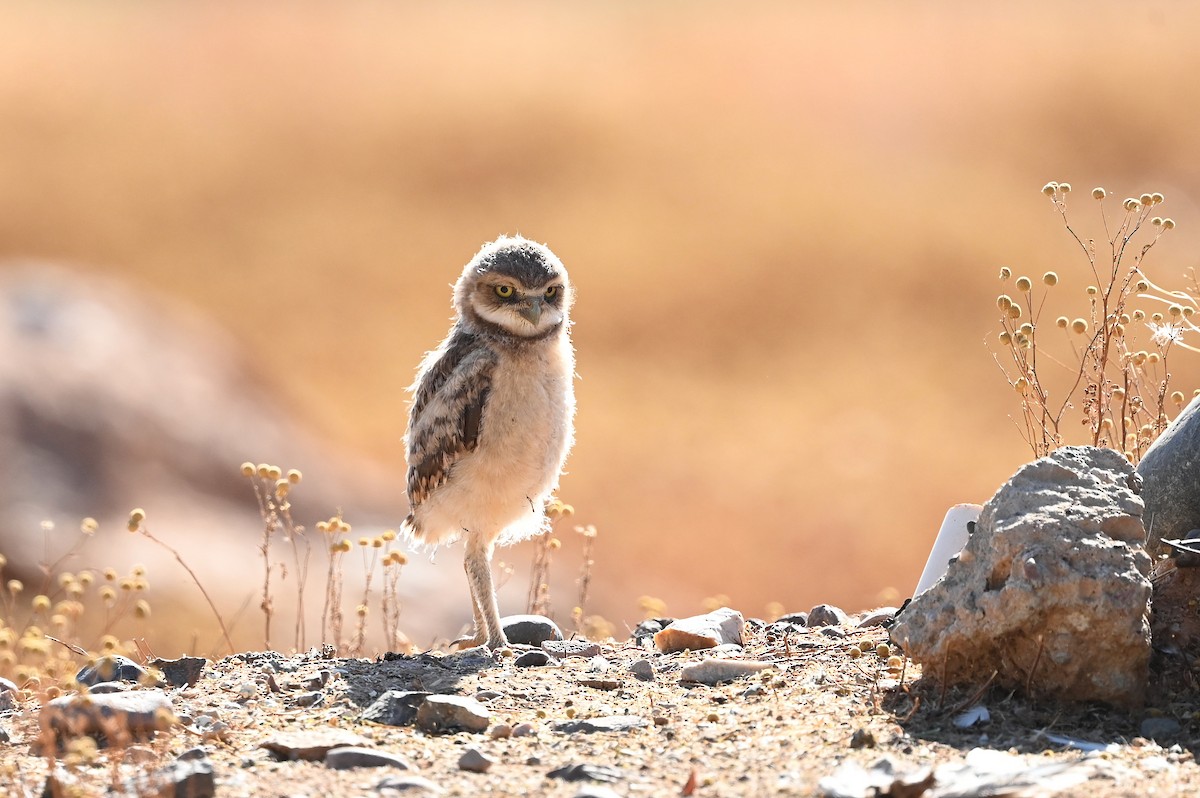 Burrowing Owl (Western) - ML583011131
