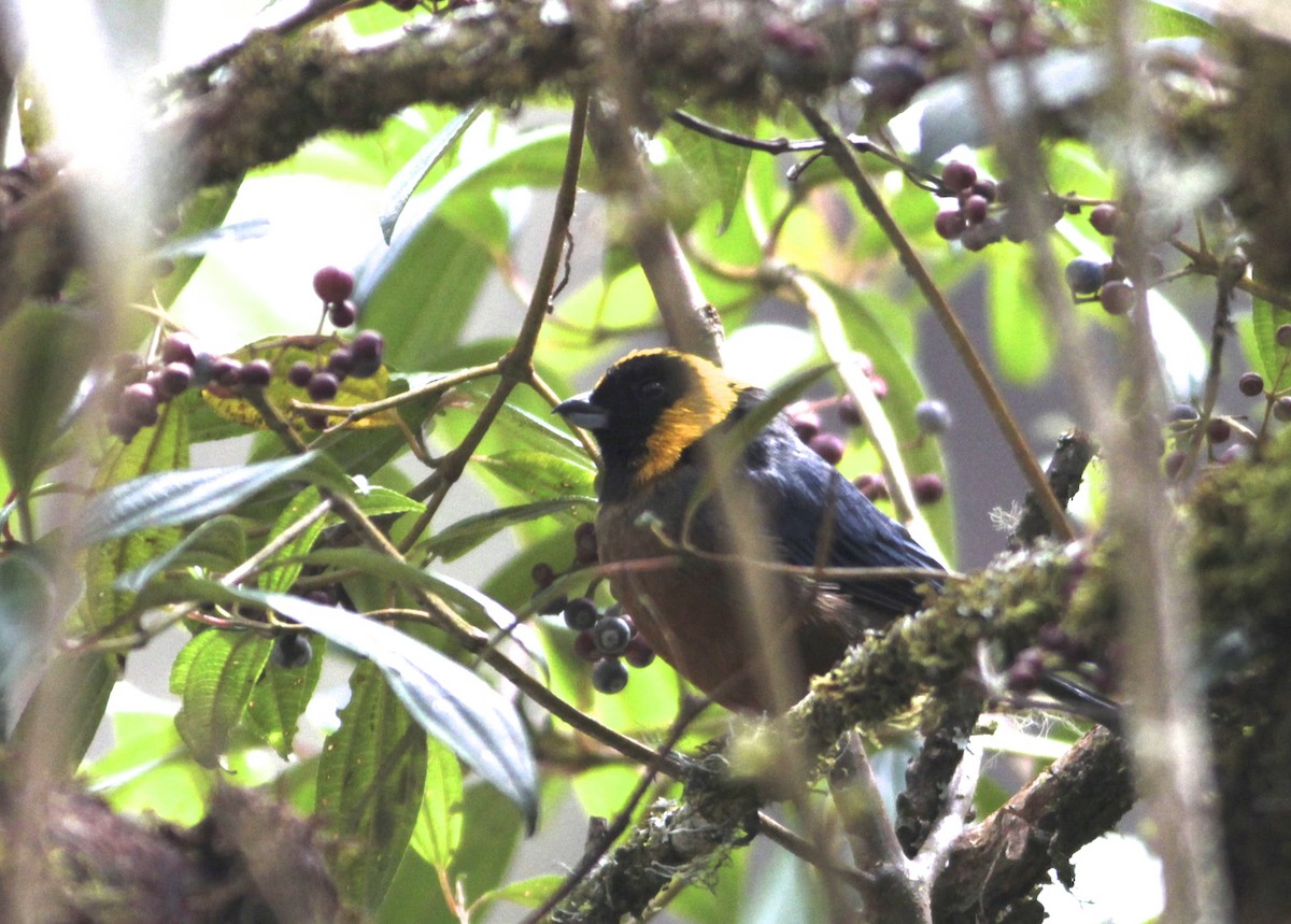 Golden-collared Tanager - ML583011801