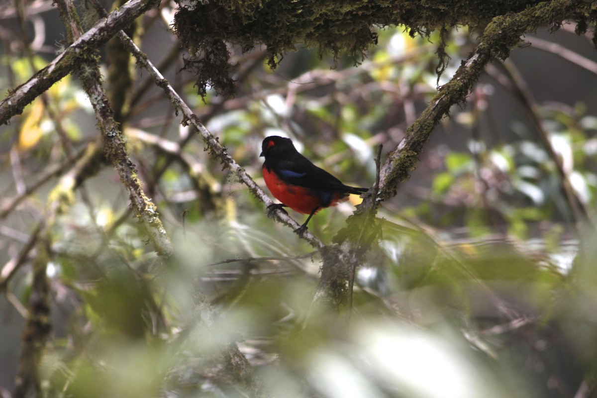 Scarlet-bellied Mountain Tanager - ML583012001