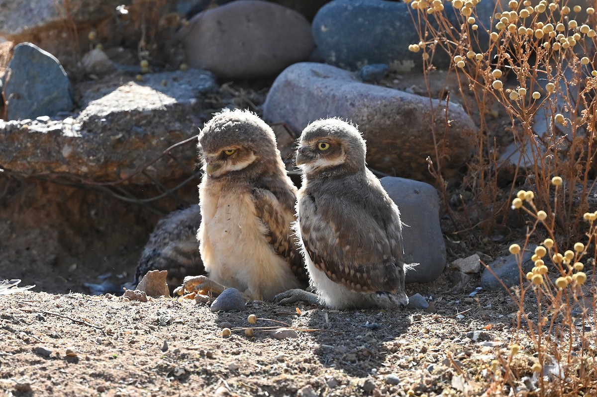 Burrowing Owl (Western) - ML583012141