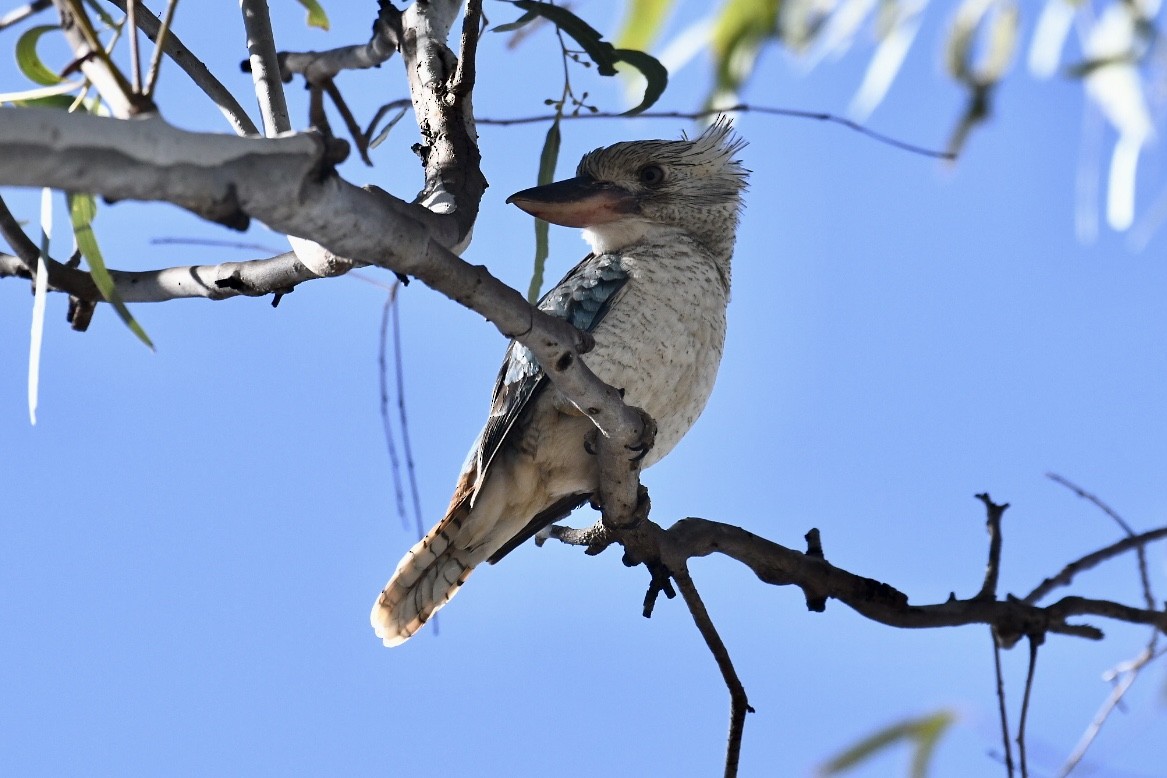 Blue-winged Kookaburra - Russell Waugh