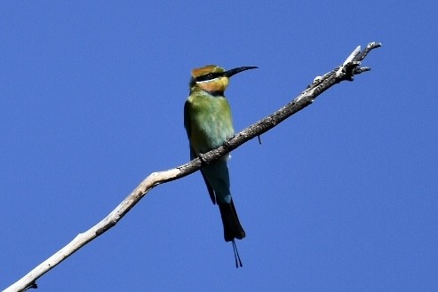 Rainbow Bee-eater - ML583017431