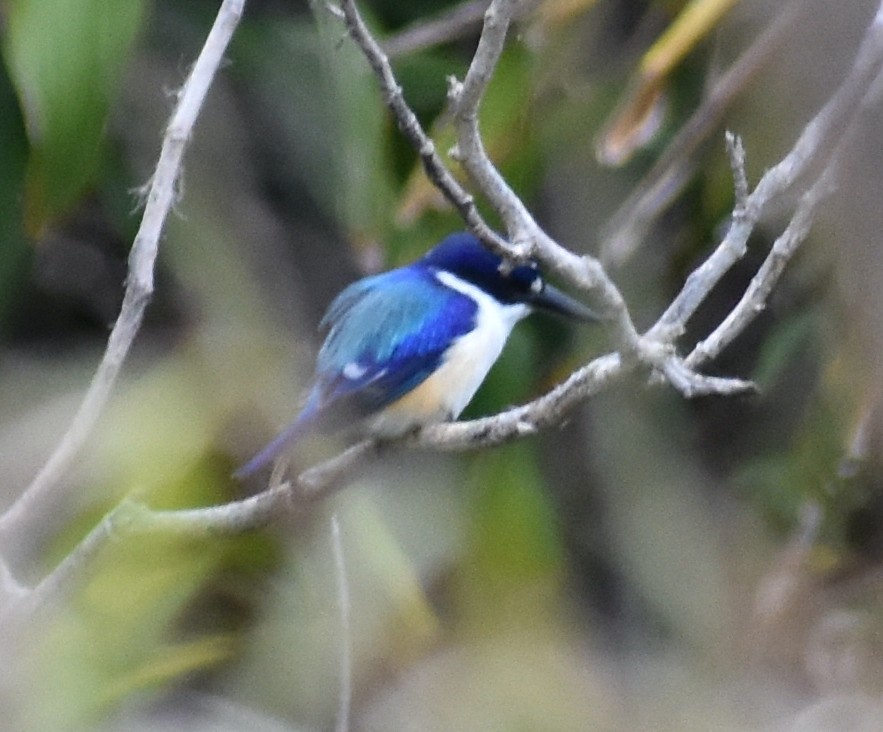 Forest Kingfisher - ML583018781