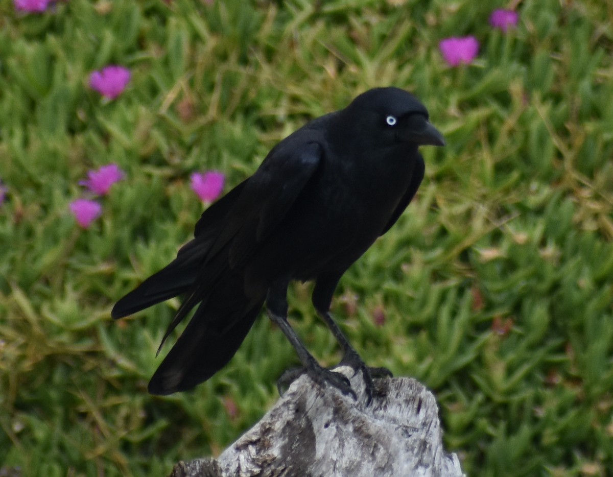 Torresian Crow - ML583019791
