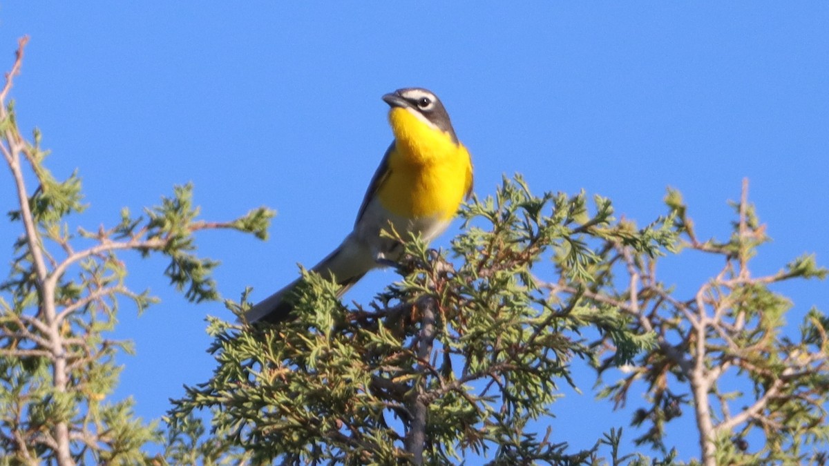 Yellow-breasted Chat - ML583020041