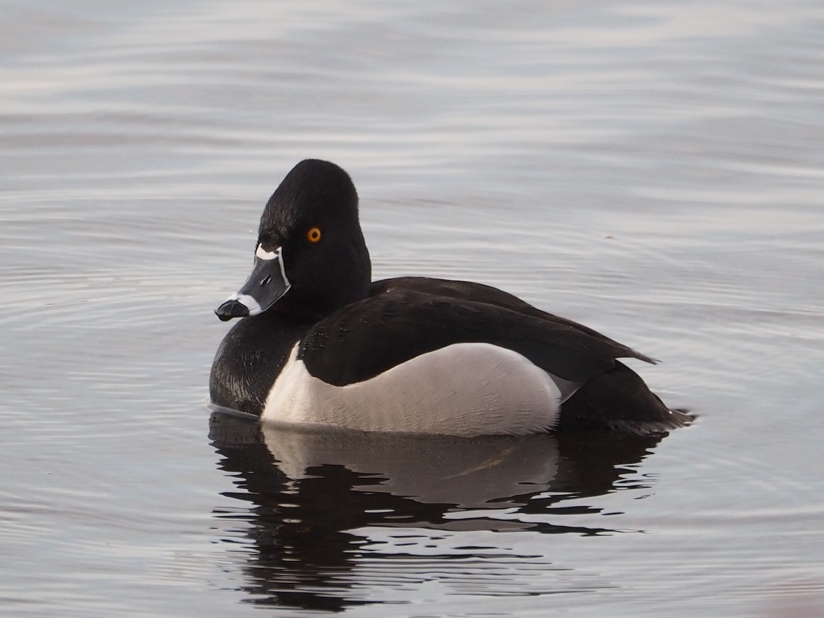 Ring-necked Duck - Chantal Imbeault