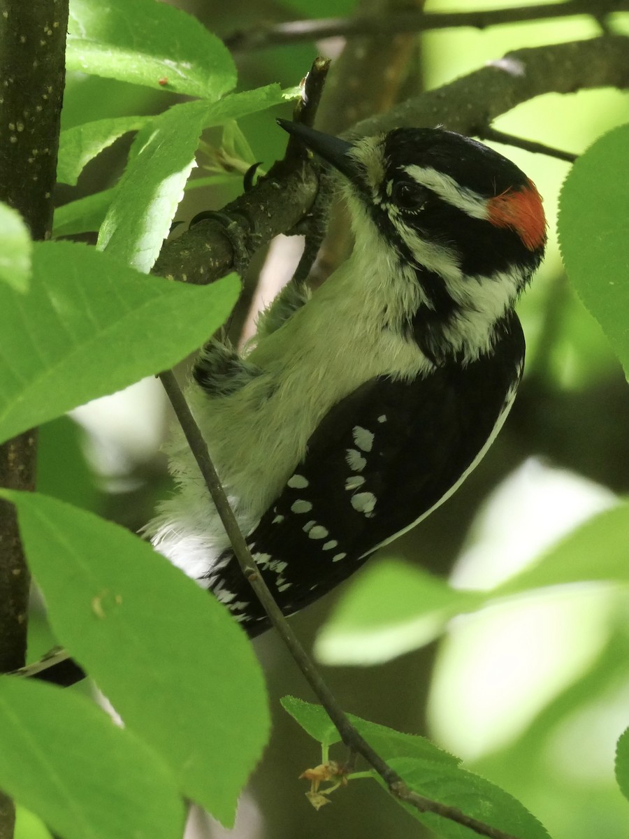 Downy Woodpecker - ML583023111