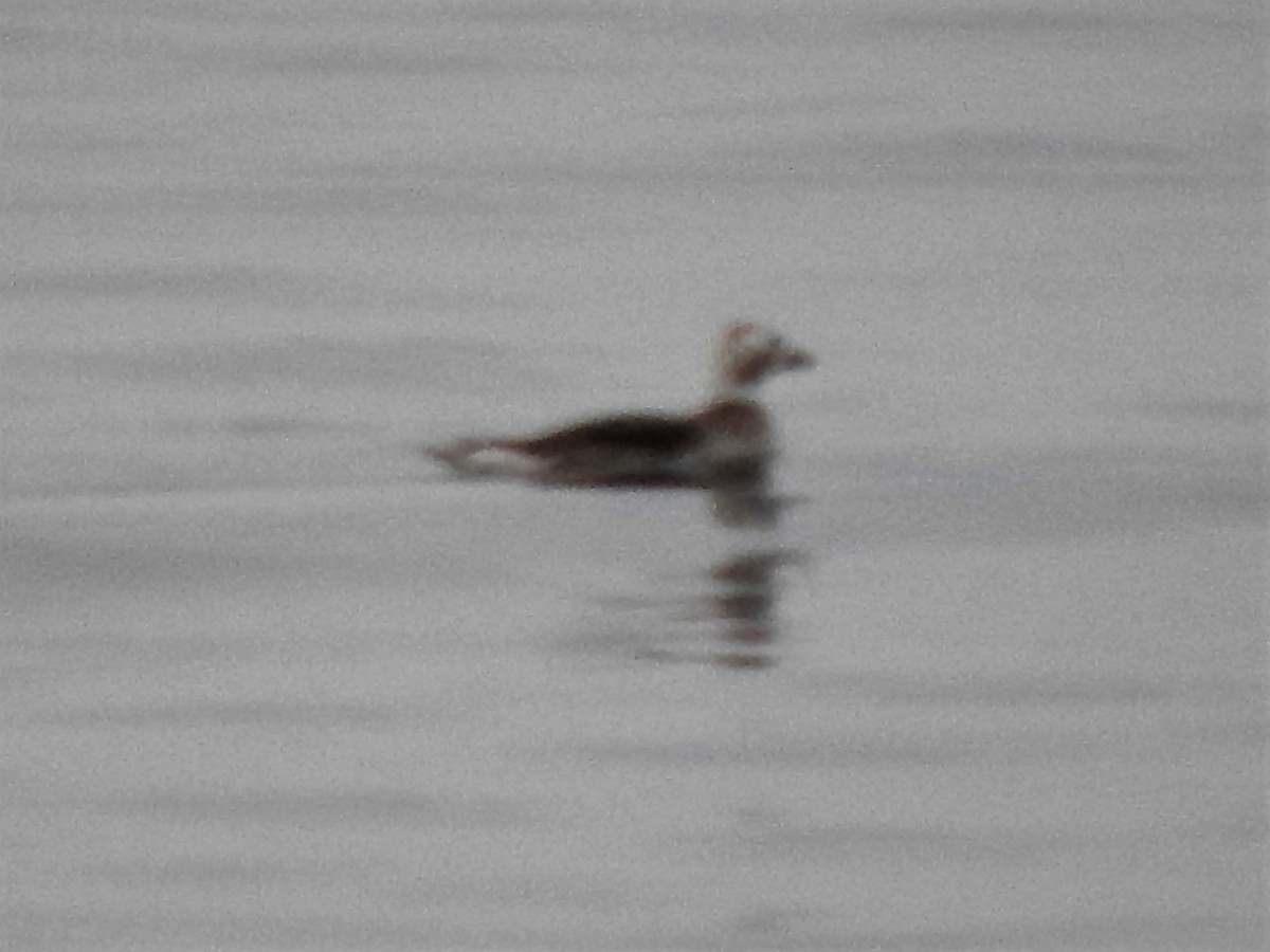 Long-tailed Duck - ML583023321