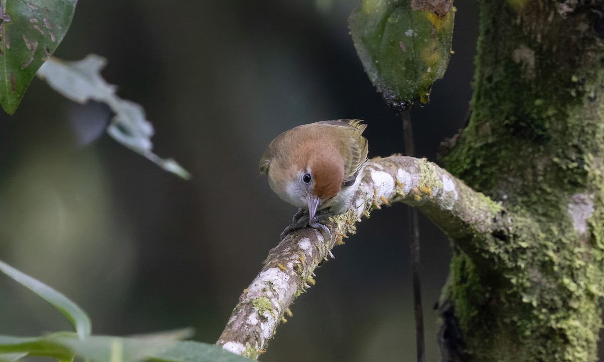 Rufous-naped Greenlet - ML583023551