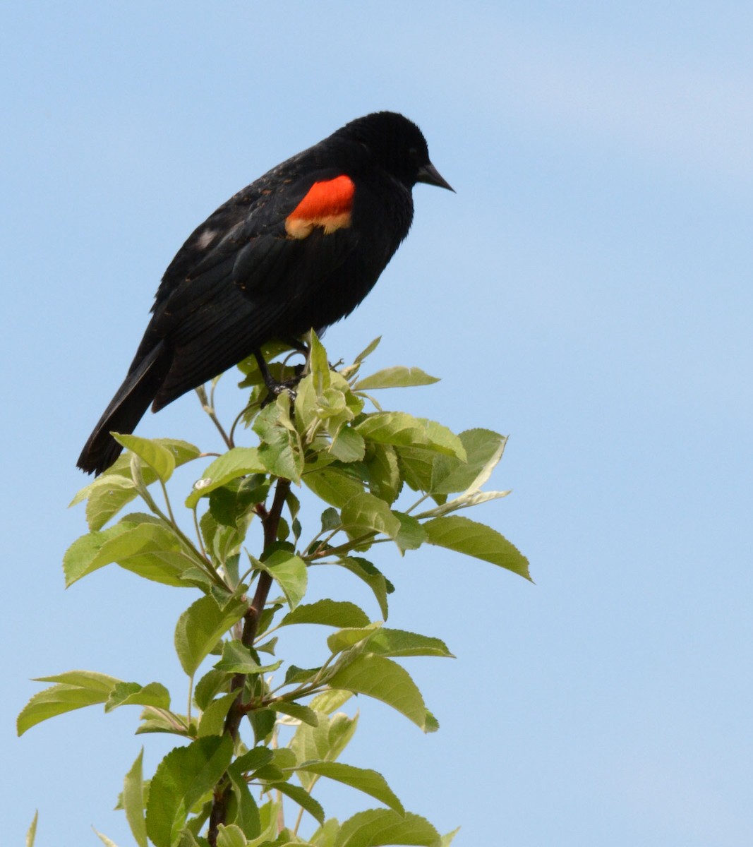 Red-winged Blackbird - Doug Swartz