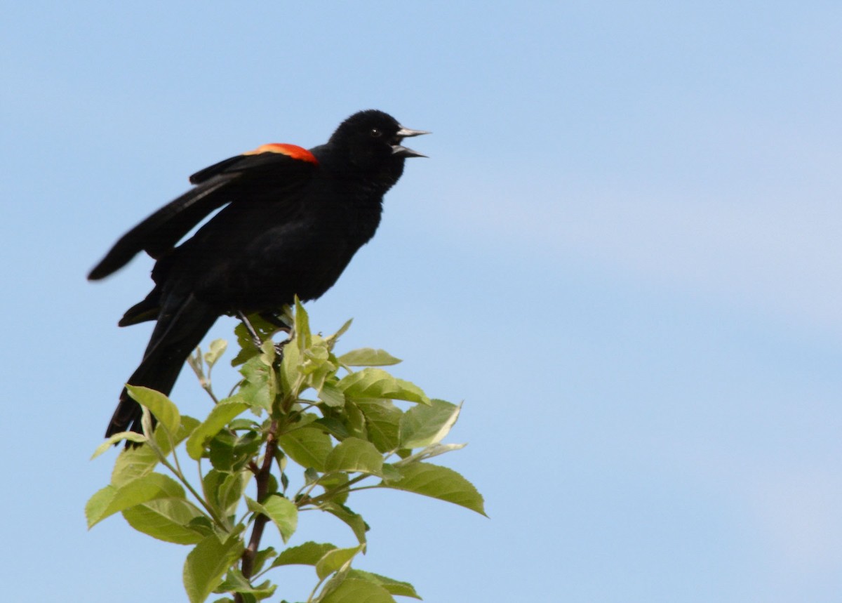 Red-winged Blackbird - ML58302491