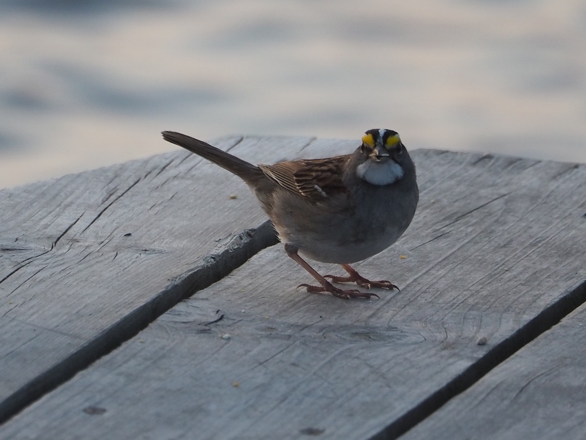 White-throated Sparrow - ML583026131