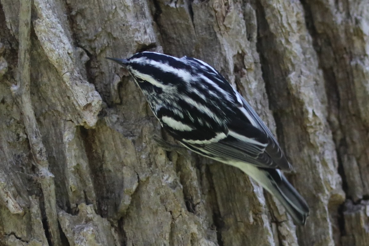 Black-and-white Warbler - ML583029511