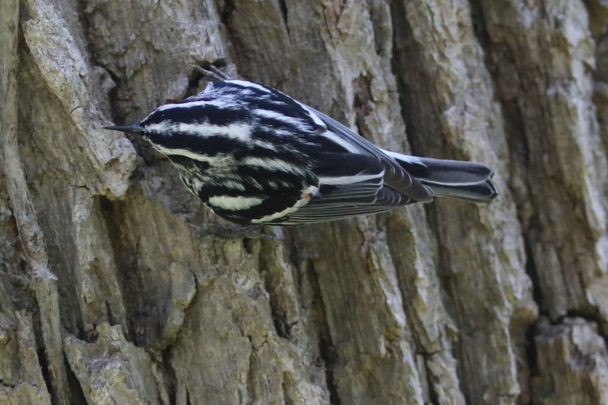 Black-and-white Warbler - ML583029521