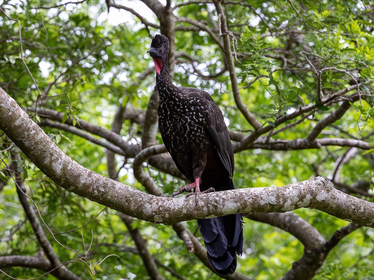 Crested Guan - ML583032961