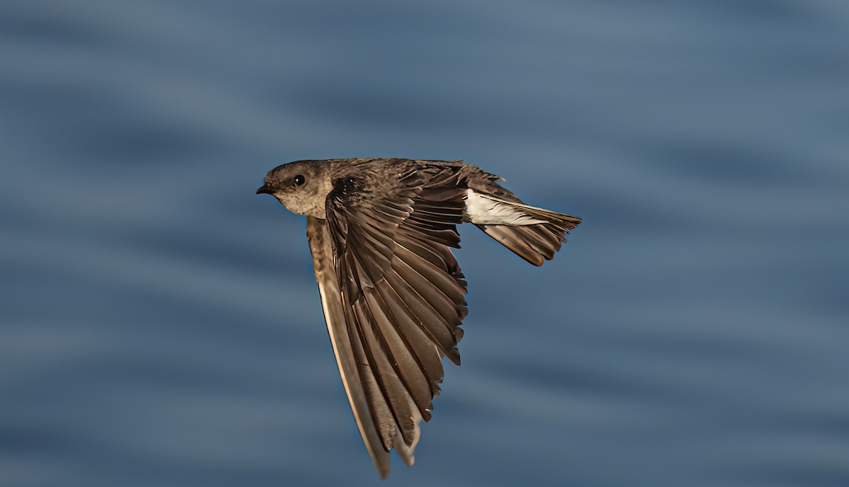 Northern Rough-winged Swallow - ML583034551