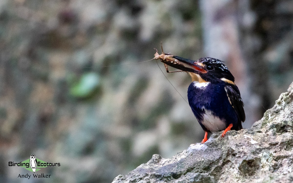 Northern Silvery-Kingfisher - Andy Walker - Birding Ecotours