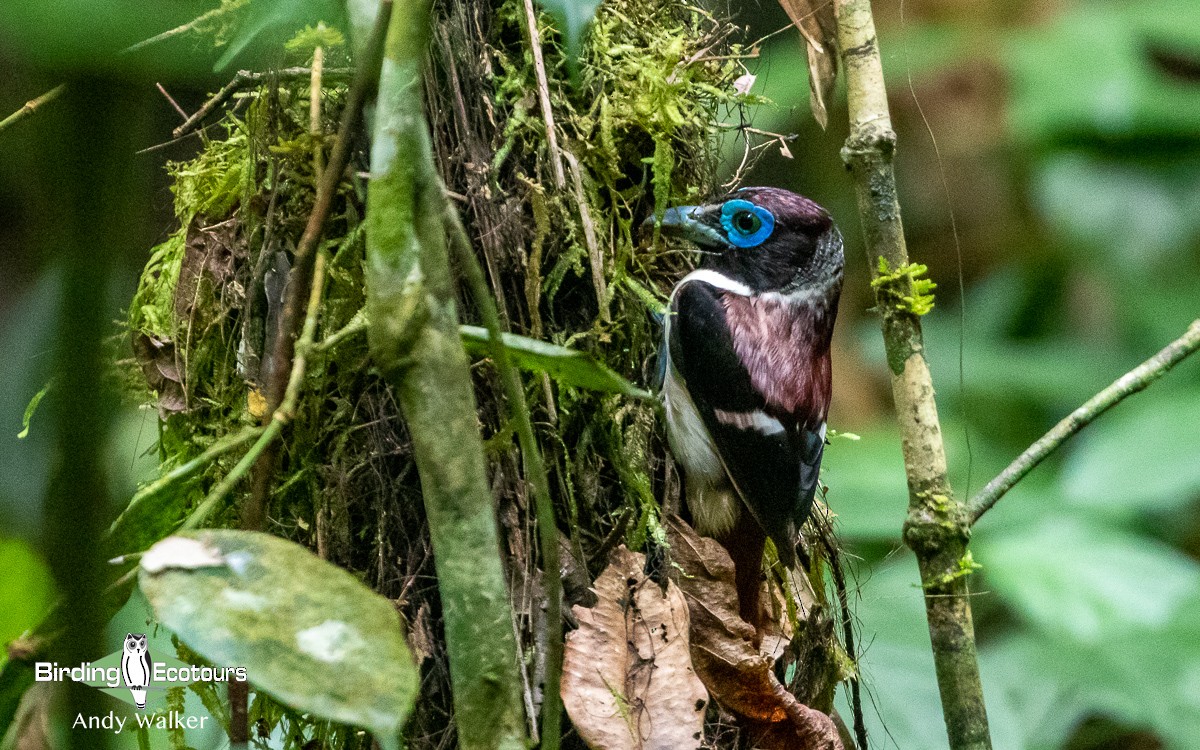 Visayan Broadbill - Andy Walker - Birding Ecotours