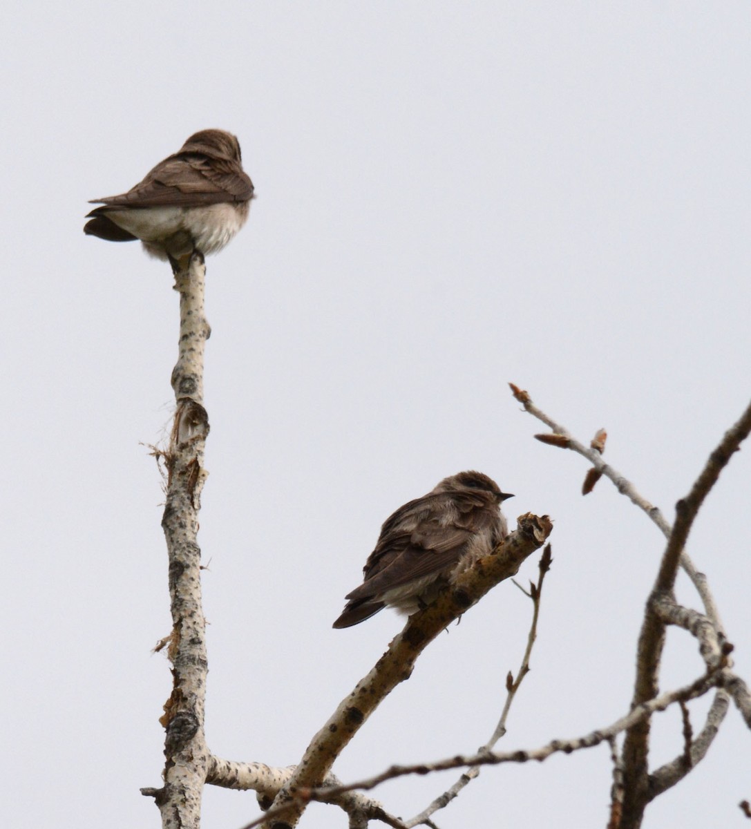 Northern Rough-winged Swallow - ML58303641
