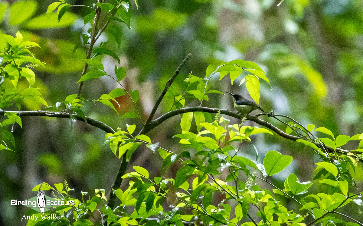 Metallic-winged Sunbird (Bohol) - Andy Walker - Birding Ecotours