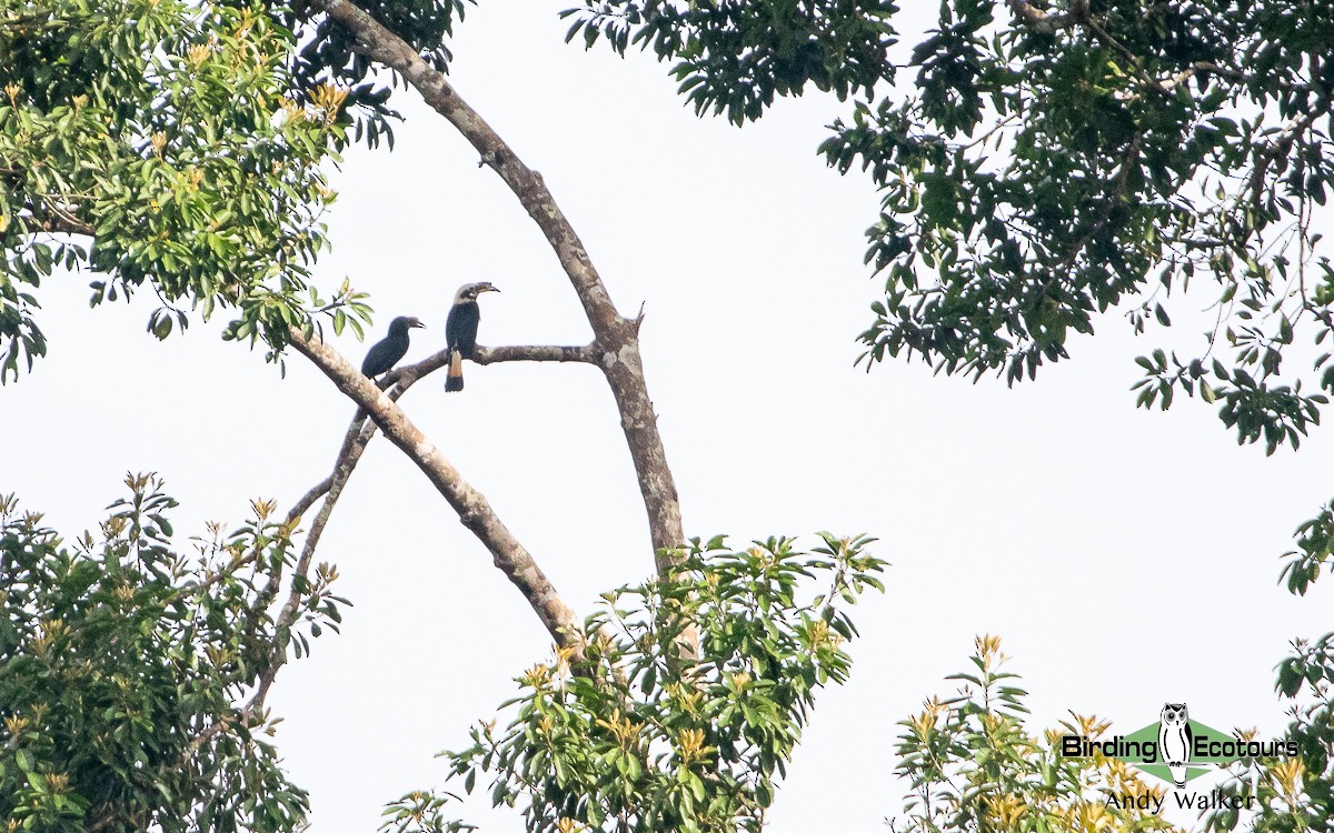 Samar Hornbill - Andy Walker - Birding Ecotours