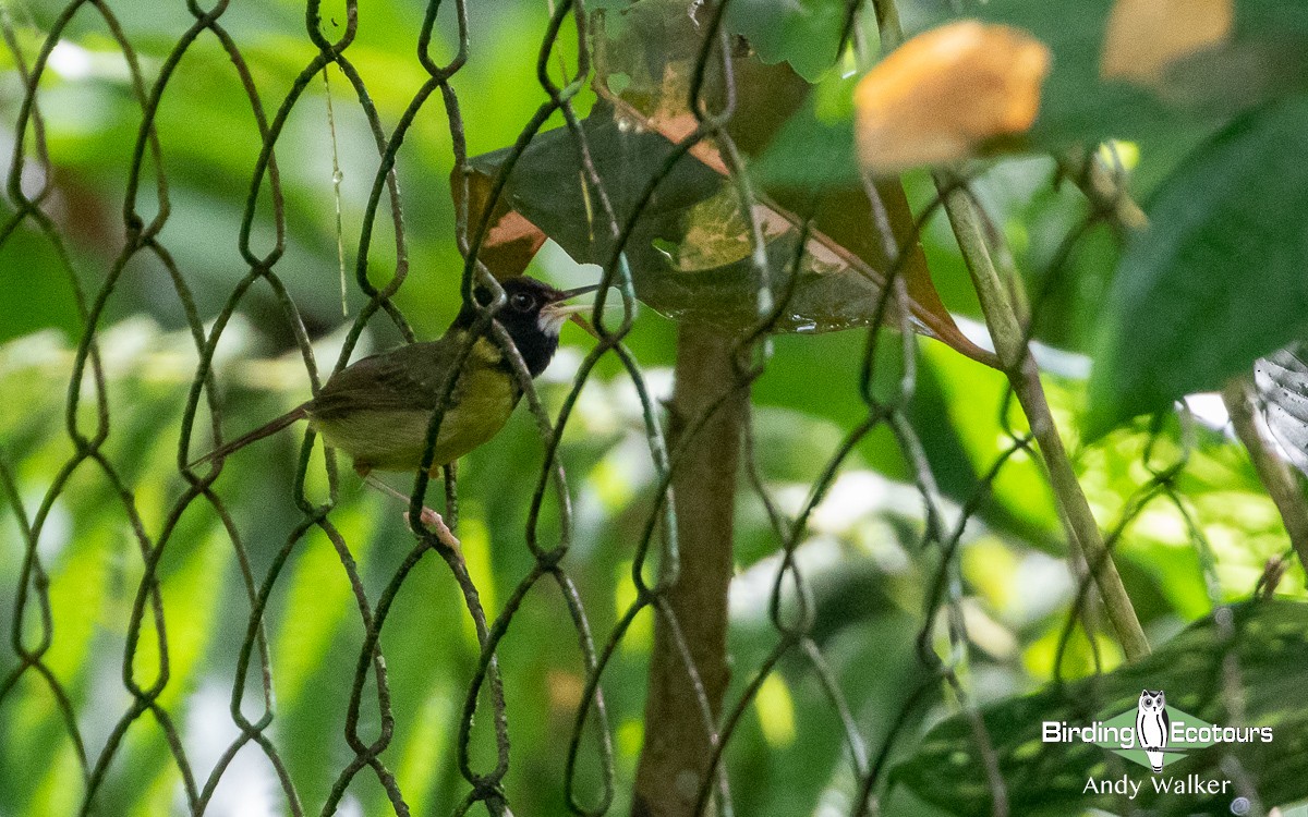 Yellow-breasted Tailorbird - ML583036931