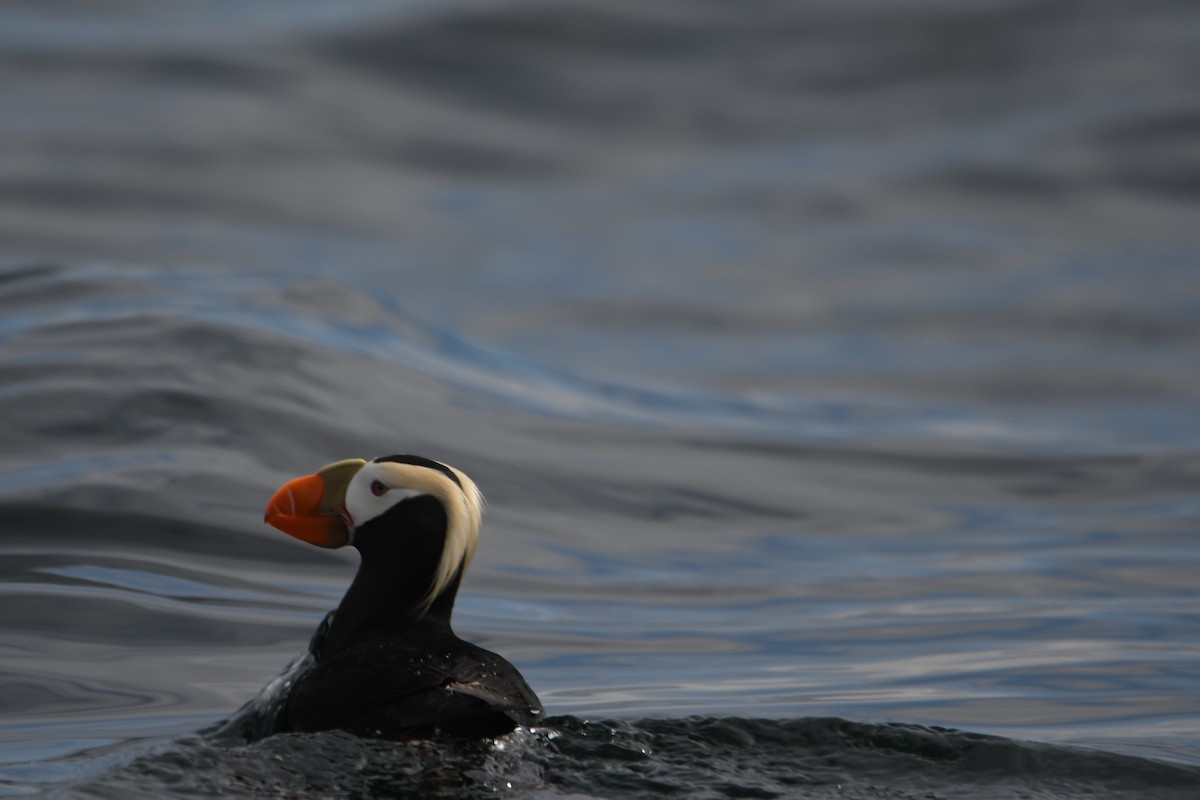 Tufted Puffin - ML583037431