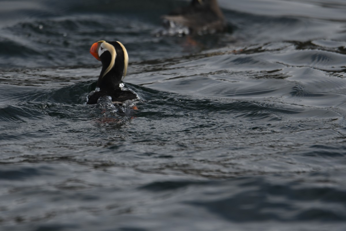 Tufted Puffin - ML583037511