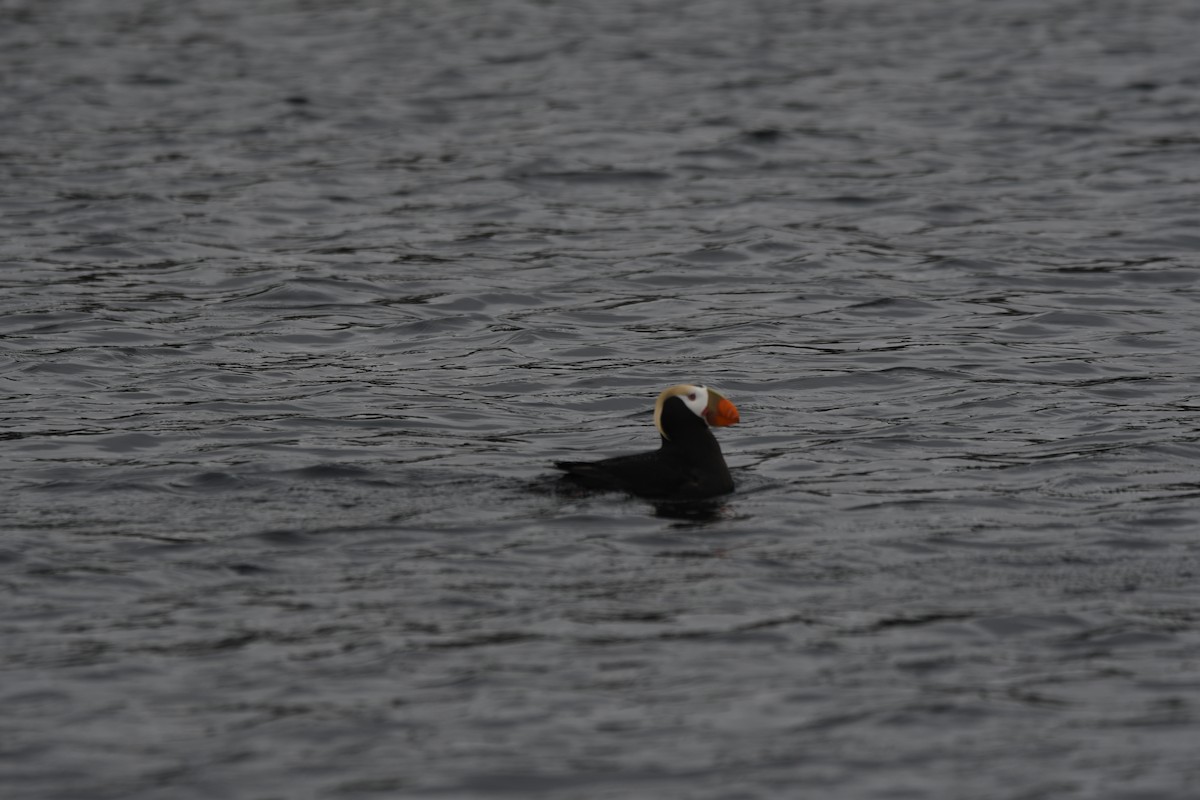 Tufted Puffin - ML583037641