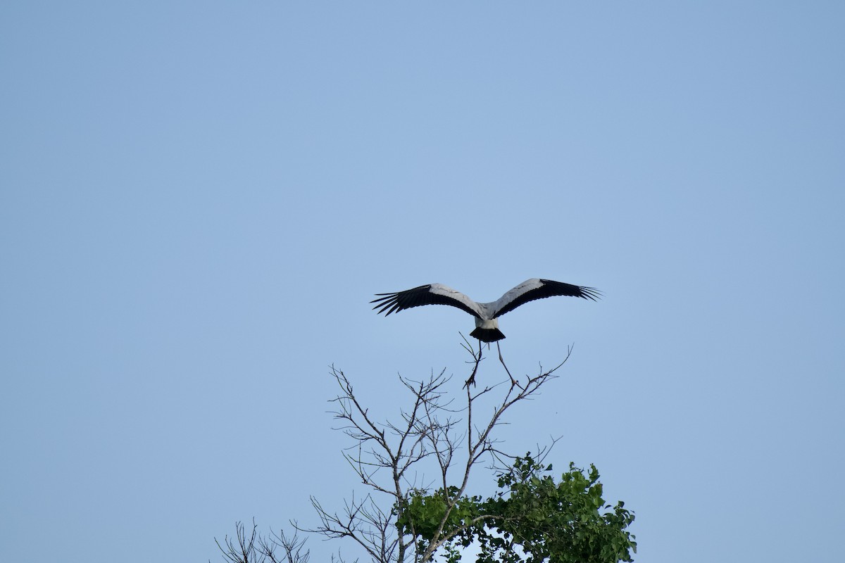 Wood Stork - A Birder