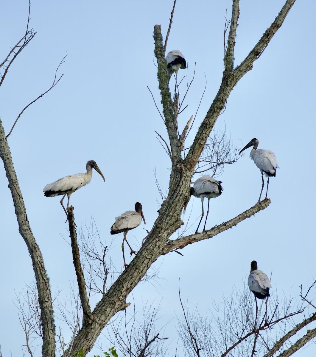 Wood Stork - A Birder