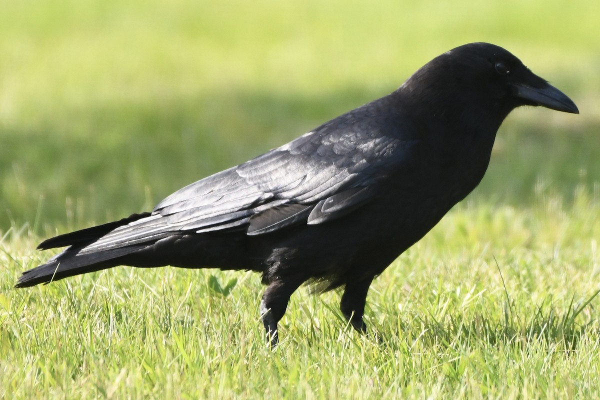 American Crow - ML583040351