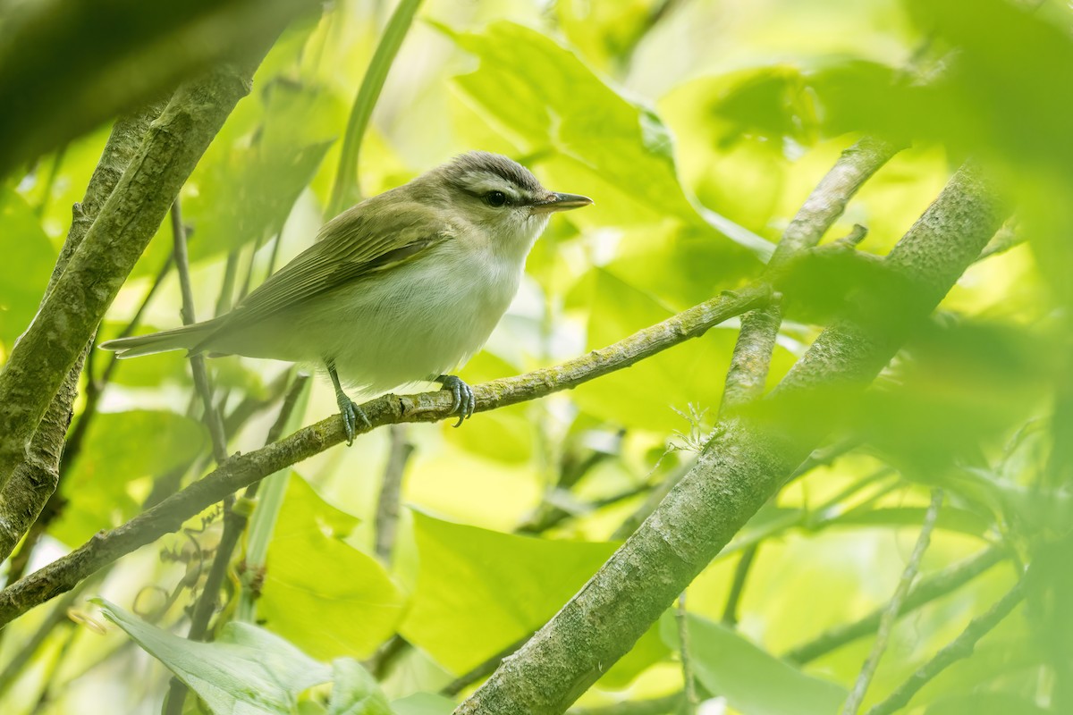 Red-eyed Vireo - Connor Cochrane
