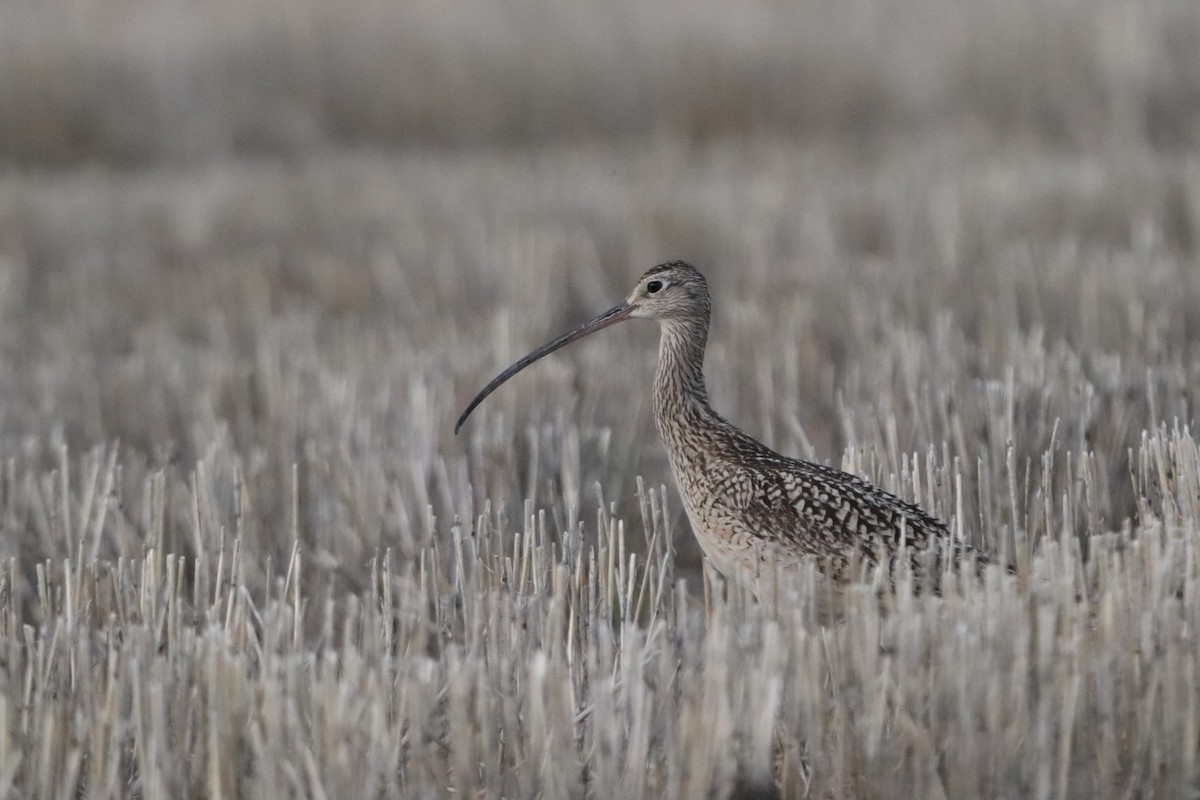 Long-billed Curlew - ML583044891