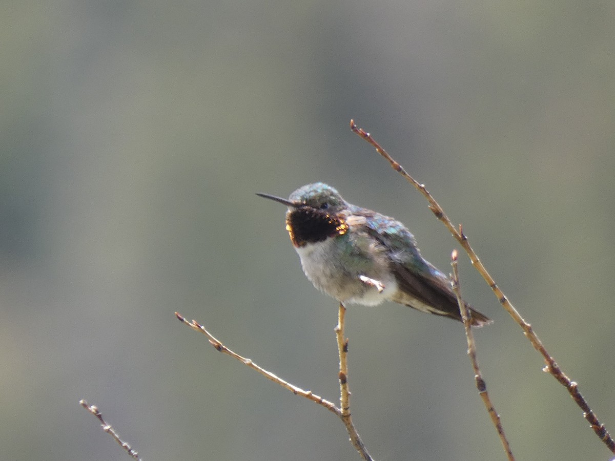 Broad-tailed Hummingbird - ML583046611