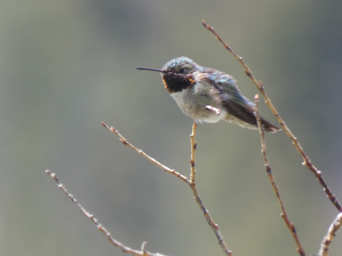 Broad-tailed Hummingbird - ML583046651