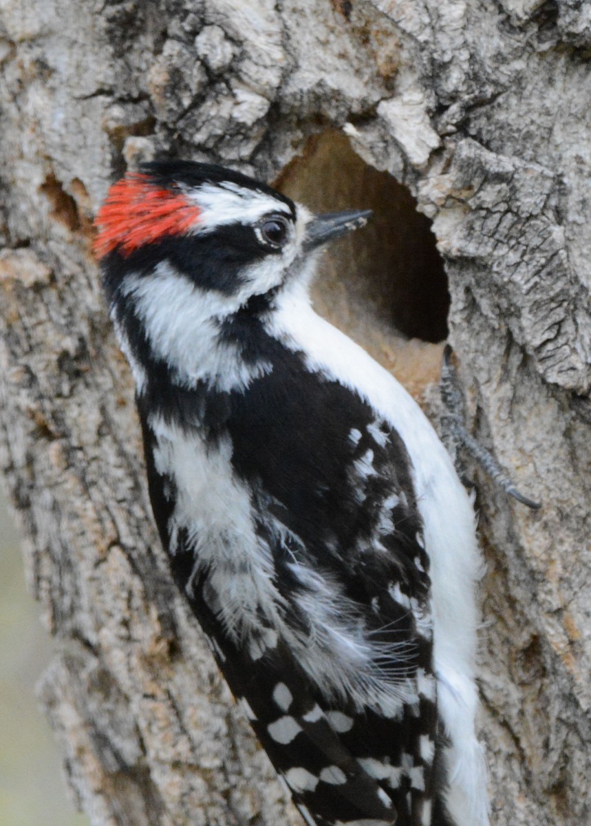 Downy Woodpecker - ML58304691