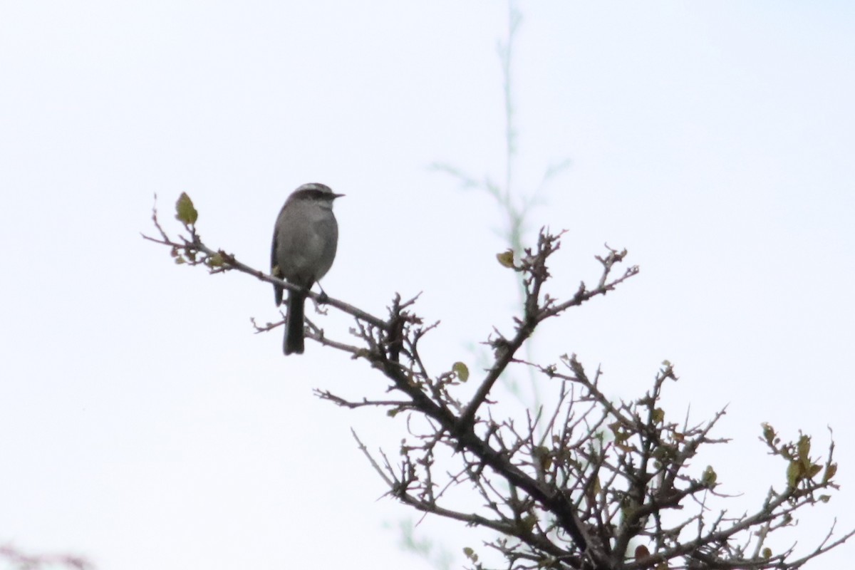 White-browed Chat-Tyrant - ML583048771