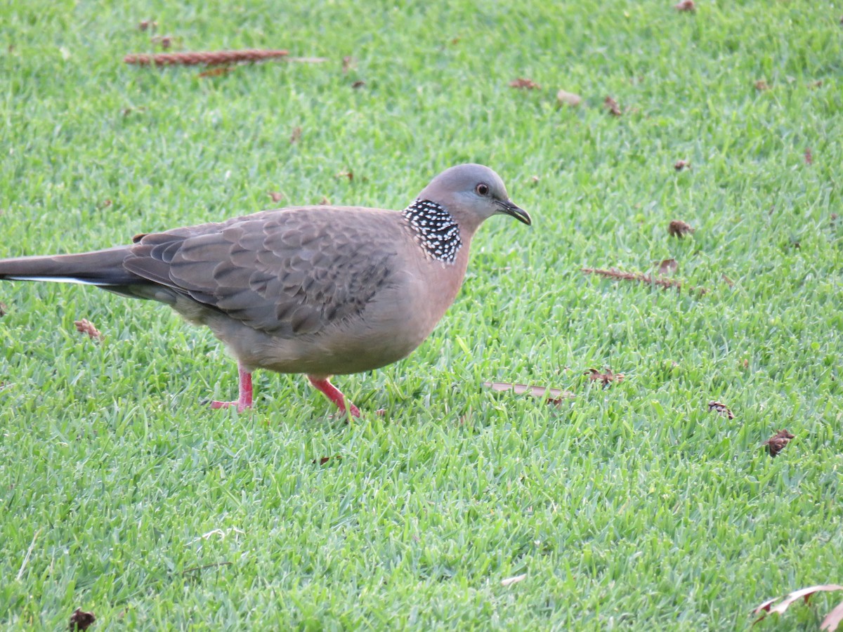Spotted Dove - ML583049371