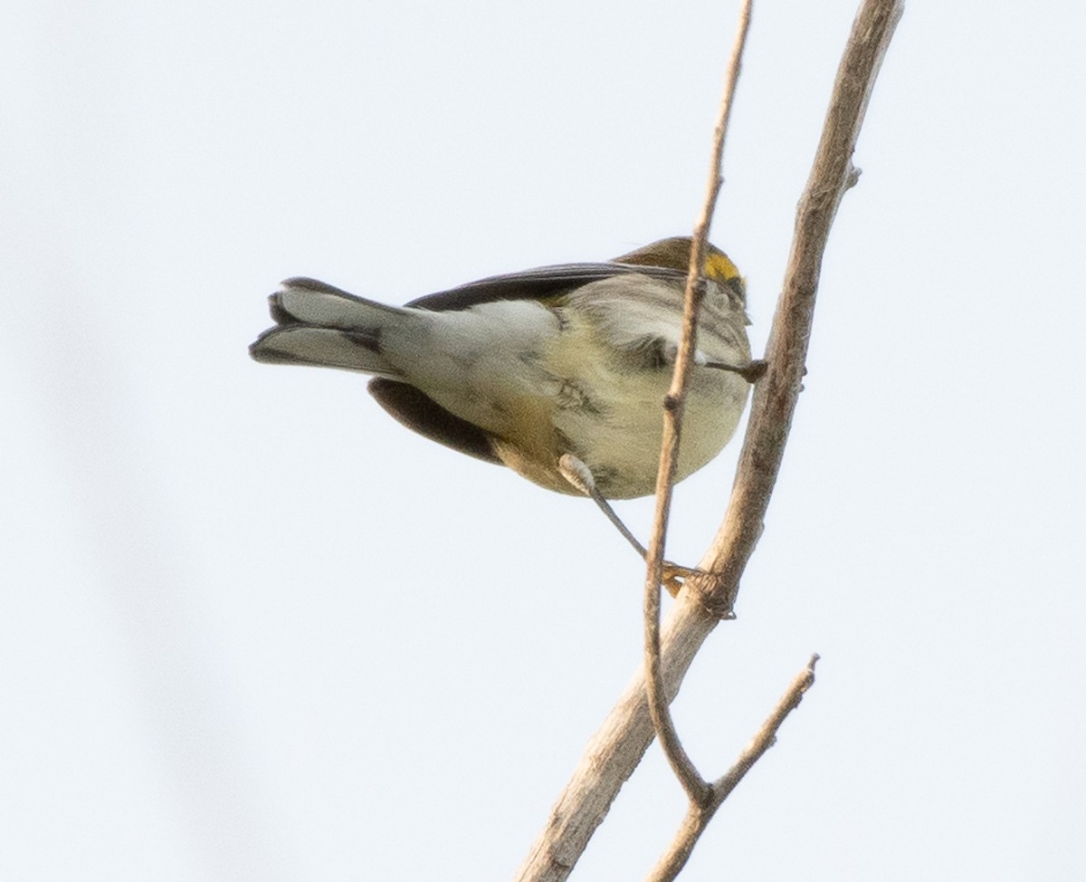 Black-throated Green Warbler - Brian Genge