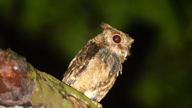 Sunda Scops-Owl - ML583066251