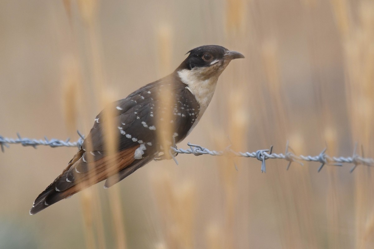 Great Spotted Cuckoo - ML583066891
