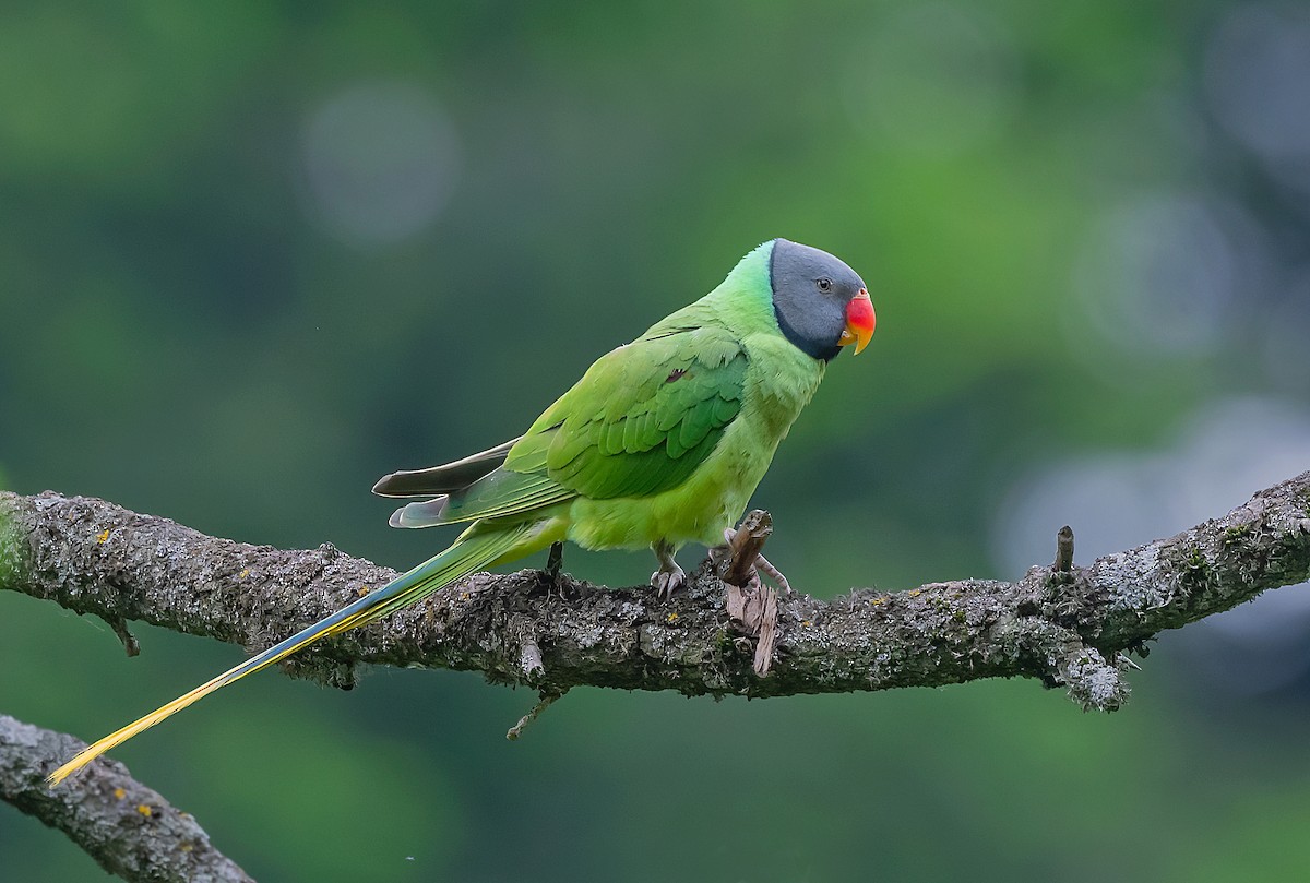 Himalaya Yeşil Papağanı - ML583068381
