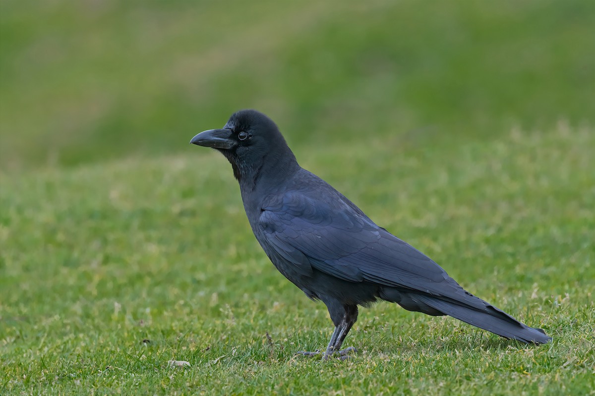 Large-billed Crow - ML583068651