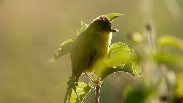 African Yellow-Warbler - ML583076251