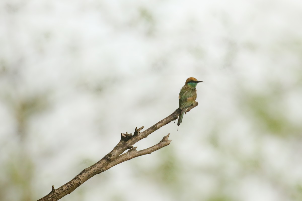 Asian Green Bee-eater - ML583076361